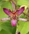 tricyrtis toad lily formosana purple beauty i 25 pbag
