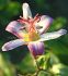 Tricyrtis Toad Lily Hirta Taiwan Adbane I 25 p.Bag