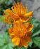 trollius globeflower chinensis golden queen i 25 pbag