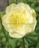 trollius globeflower hybrida alabaster i 25 pbag