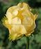 trollius globeflower hybrida new moon i 25 pbag