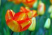 tulipa darwin hybrid american dream 12 cm 100 pbinbox