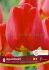 Tulipa Darwin Hybrid Apeldoorn 12 cm. 15 Quality Pkgs.x 6