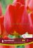 tulipa darwin hybrid apeldoorn 12 cm 15 quality pkgsx 6