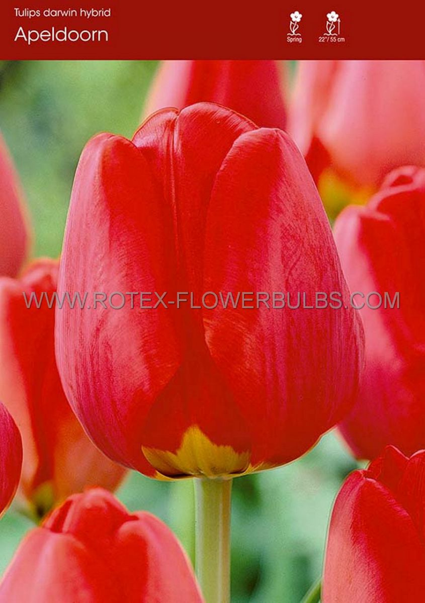 tulipa darwin hybrid apeldoorn 12 cm 500 pplastic tray
