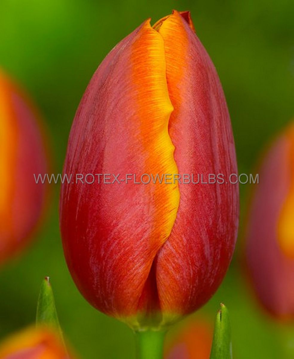 tulipa darwin hybrid apeldoorns elite 12 cm 500 pplastic tray