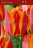 tulipa darwin hybrid apeldoorns elite 12 cm 500 pplastic tray