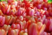 tulipa darwin hybrid apricot impression 12 cm 100 pbinbox