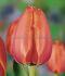 tulipa darwin hybrid apricot impression jumbo size 14 cm 300 pplastic tray