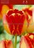 tulipa darwin hybrid banja luka 12 cm 100 pbinbox