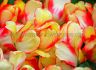 tulipa darwin hybrid banja luka 12 cm 15 pkgsx 6