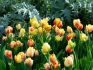 tulipa darwin hybrid beauty of spring 12 cm 100 pbinbox