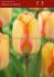 tulipa darwin hybrid beauty of spring 12 cm 15 quality pkgsx 6