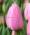 tulipa darwin hybrid big love 12 cm 100 pbinbox