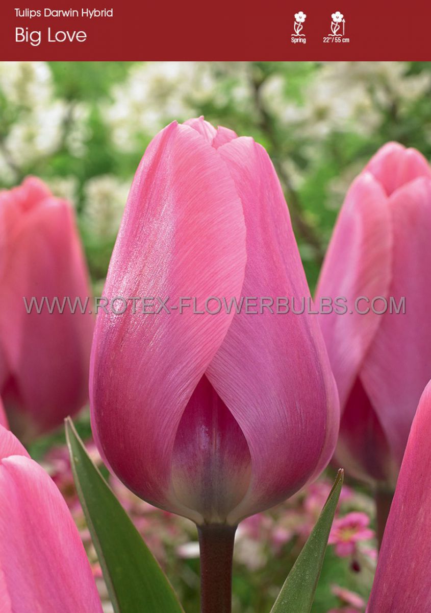tulipa darwin hybrid big love 12 cm 100 pbinbox