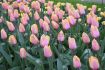 tulipa darwin hybrid blushing impression 12 cm 100 pbinbox