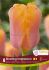 tulipa darwin hybrid blushing impression 12 cm 15 pkgsx 6
