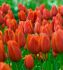 tulipa darwin hybrid dafeng 12 cm 100 pbinbox