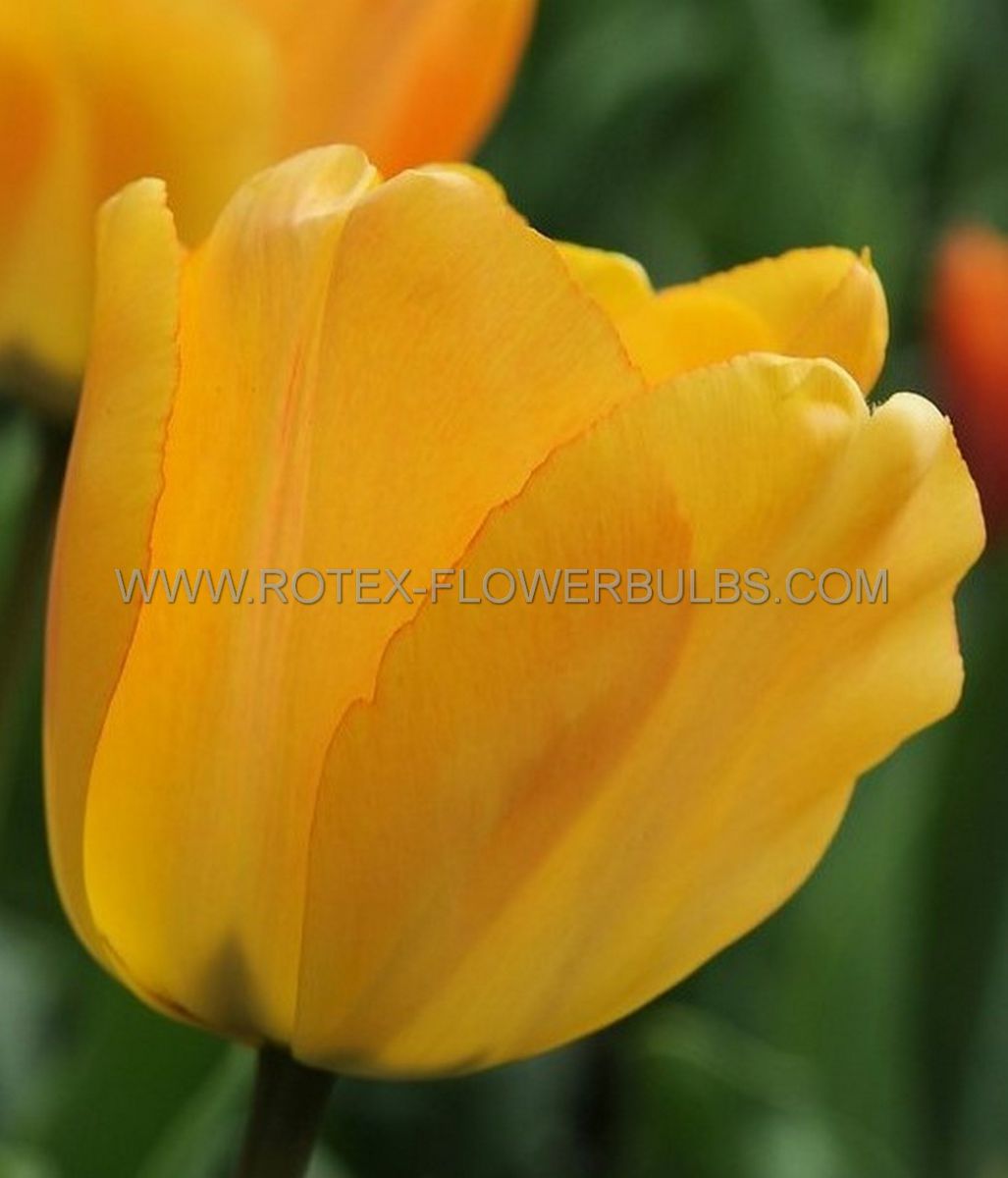 tulipa darwin hybrid daydream 12 cm 500 pplastic tray