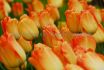 tulipa darwin hybrid daydream 12 cm 500 pplastic tray