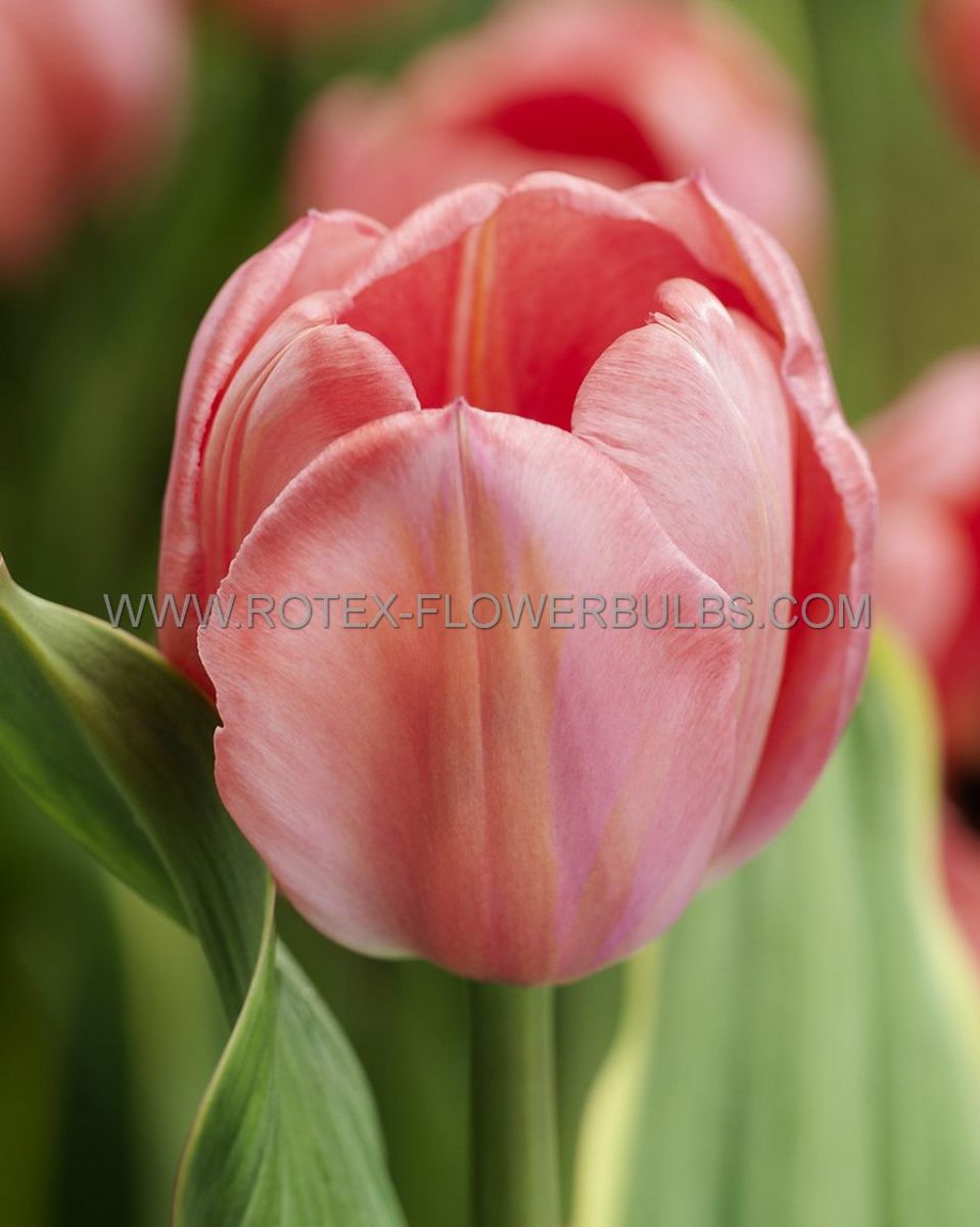 tulipa darwin hybrid design impression 12 cm 100 pbinbox