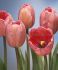 tulipa darwin hybrid design impression 12 cm 100 pbinbox