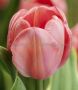 Tulipa Darwin Hybrid ‘Design Impression‘ 12/+ cm. (500 Loose p.Plastic Crate)