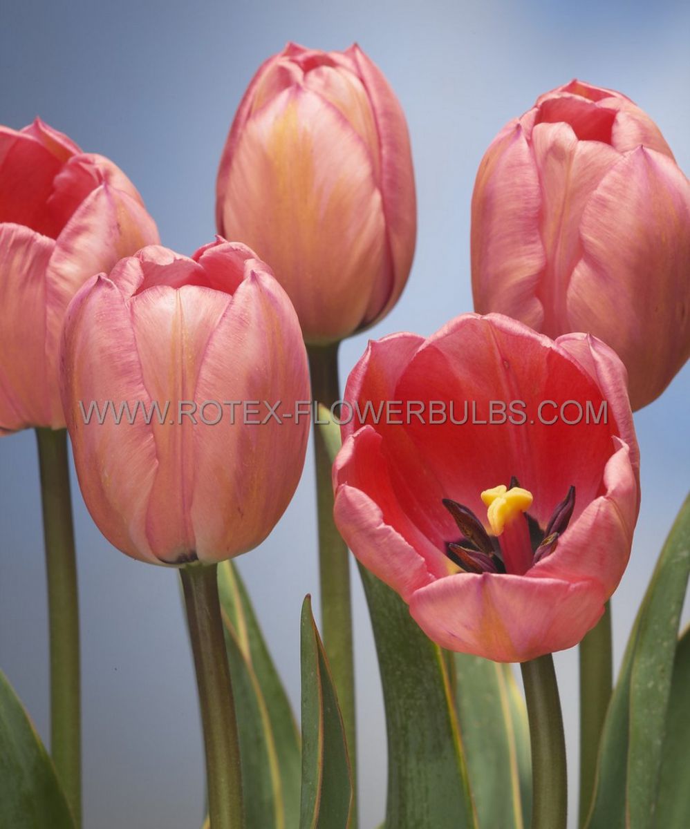 tulipa darwin hybrid design impression 12 cm 500 pplastic tray
