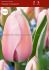 tulipa darwin hybrid design impression 12 cm 500 loose pplastic crate