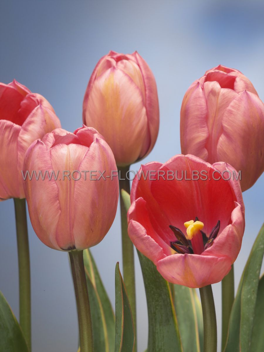 tulipa darwin hybrid design impression jumbo size 14 cm 300 pplastic tray