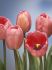 Tulipa Darwin Hybrid Design Impression Jumbo Size 14 cm. 300 Loose p.Plastic Crate