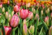 Tulipa Darwin Hybrid Design Impression Jumbo Size 14 cm. 300 Loose p.Plastic Crate