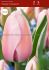 Tulipa Darwin Hybrid Design Impression Jumbo Size 14 cm. 300 Loose p.Plastic Crate
