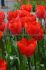 tulipa darwin hybrid fostery king 12 cm 100 loose pbinbox