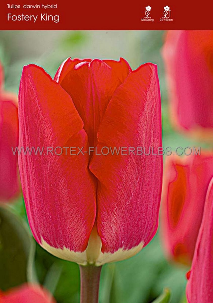 tulipa darwin hybrid fostery king 12 cm 500 pplastic tray