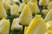 tulipa darwin hybrid golden apeldoorn 12 cm 100 loose pbinbox