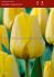 Tulipa Darwin Hybrid Golden Apeldoorn 12 cm. 100 Loose p.Binbox