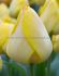 tulipa darwin hybrid golden apeldoorn 12 cm 500 pplastic tray