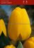 tulipa darwin hybrid golden oxford 12 cm 100 loose pbinbox