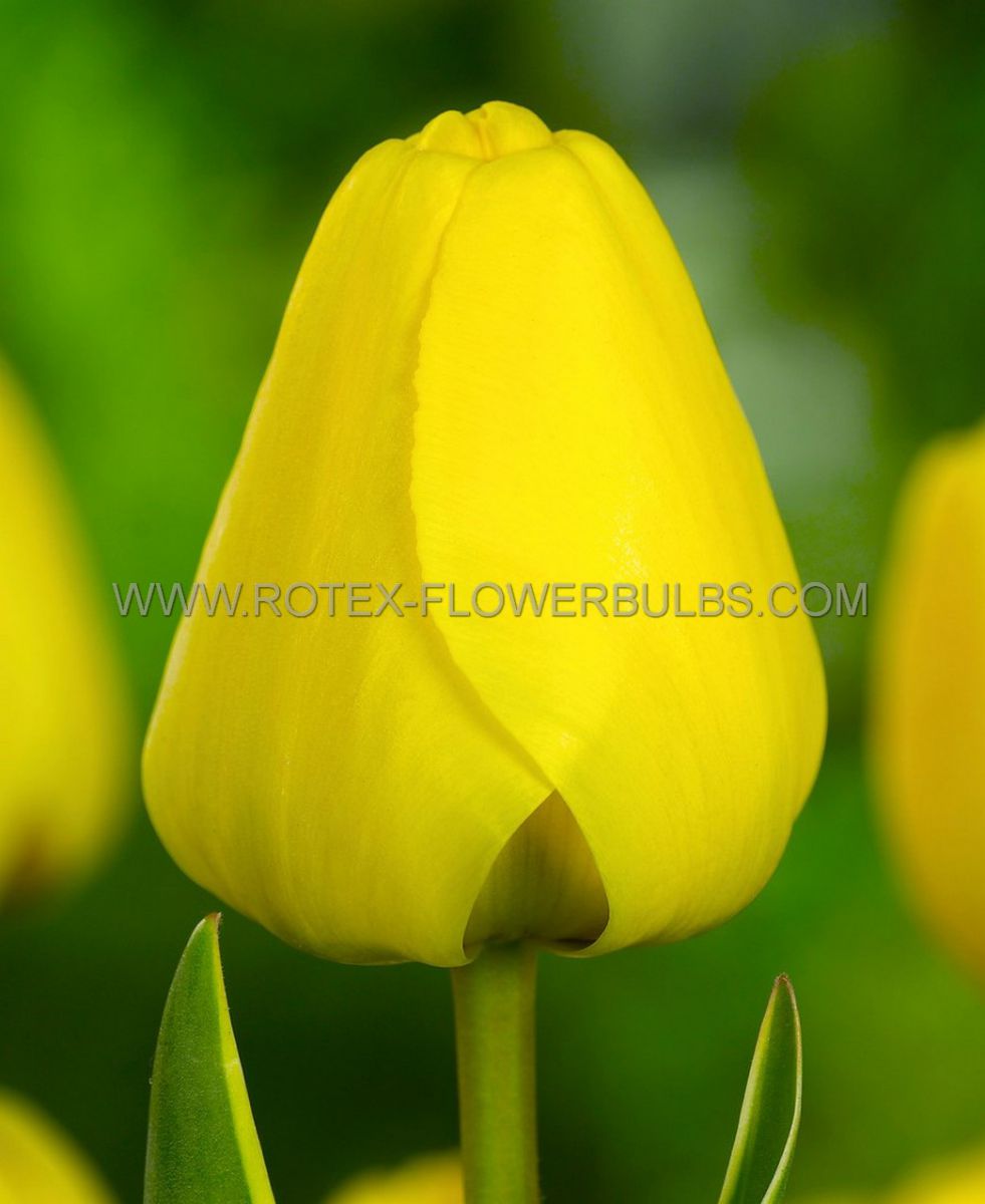 tulipa darwin hybrid golden parade 12 cm 500 pplastic tray