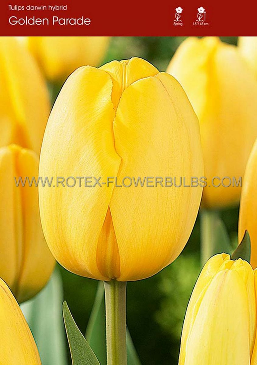 tulipa darwin hybrid golden parade jumbo size 1416 cm 300 pwooden crate