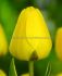 tulipa darwin hybrid golden parade jumbo size 14 cm 300 pplastic crate