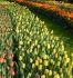 tulipa darwin hybrid golden parade jumbo size 14 cm 300 loose pplastic crate