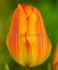 tulipa darwin hybrid gudoshnik 12 cm 100 pbinbox