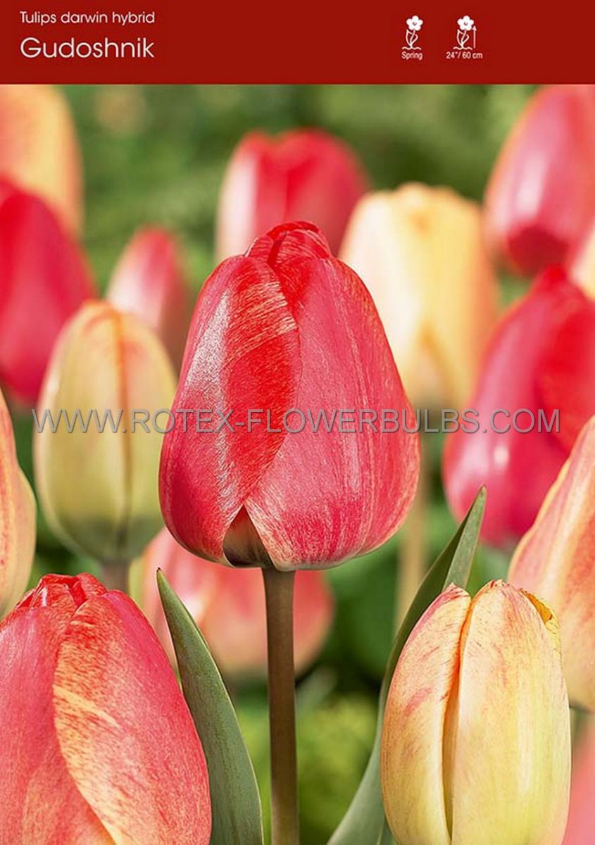 tulipa darwin hybrid gudoshnik 12 cm 100 pbinbox