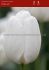 tulipa darwin hybrid hakuun 12 cm 100 pbinbox