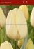 tulipa darwin hybrid ivory floradale 12 cm 100 pbinbox