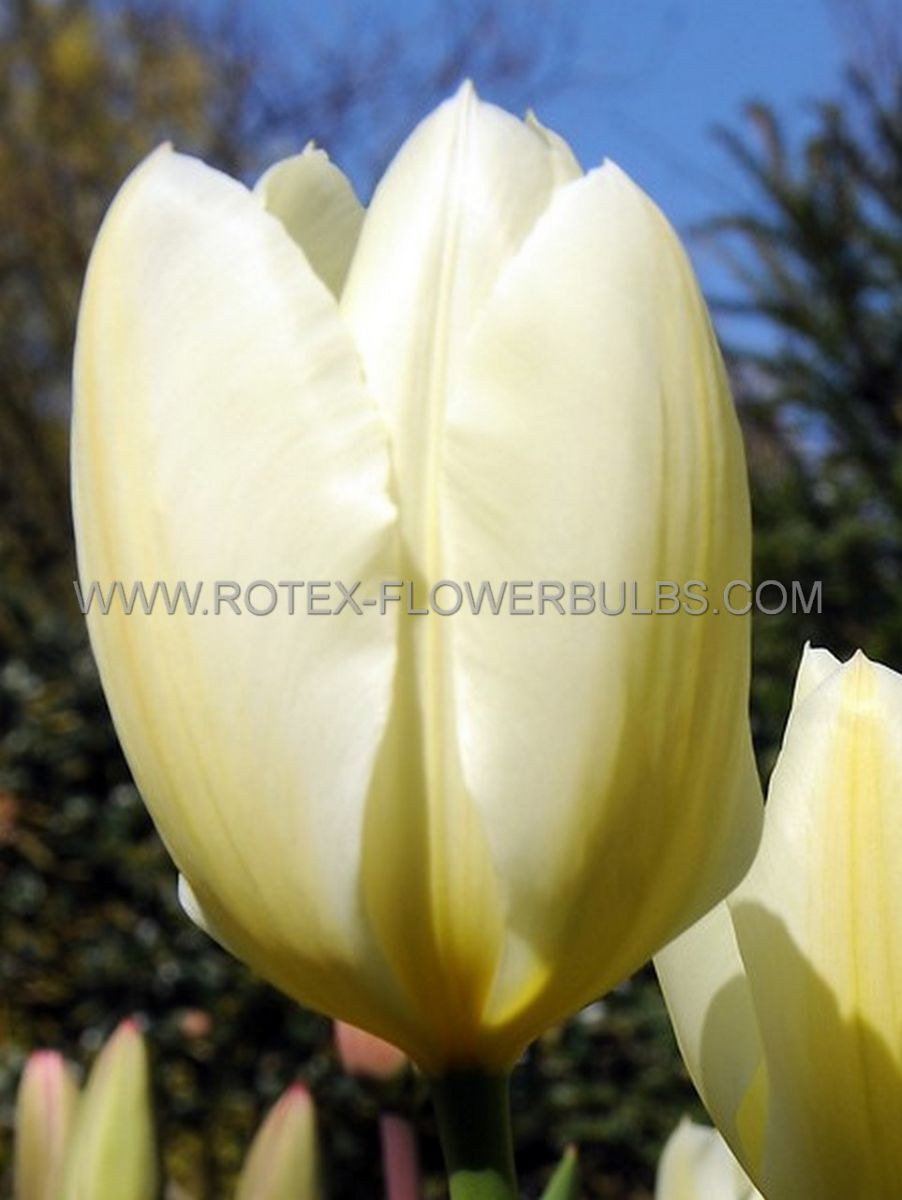 tulipa darwin hybrid ivory floradale 12 cm 500 pplastic tray