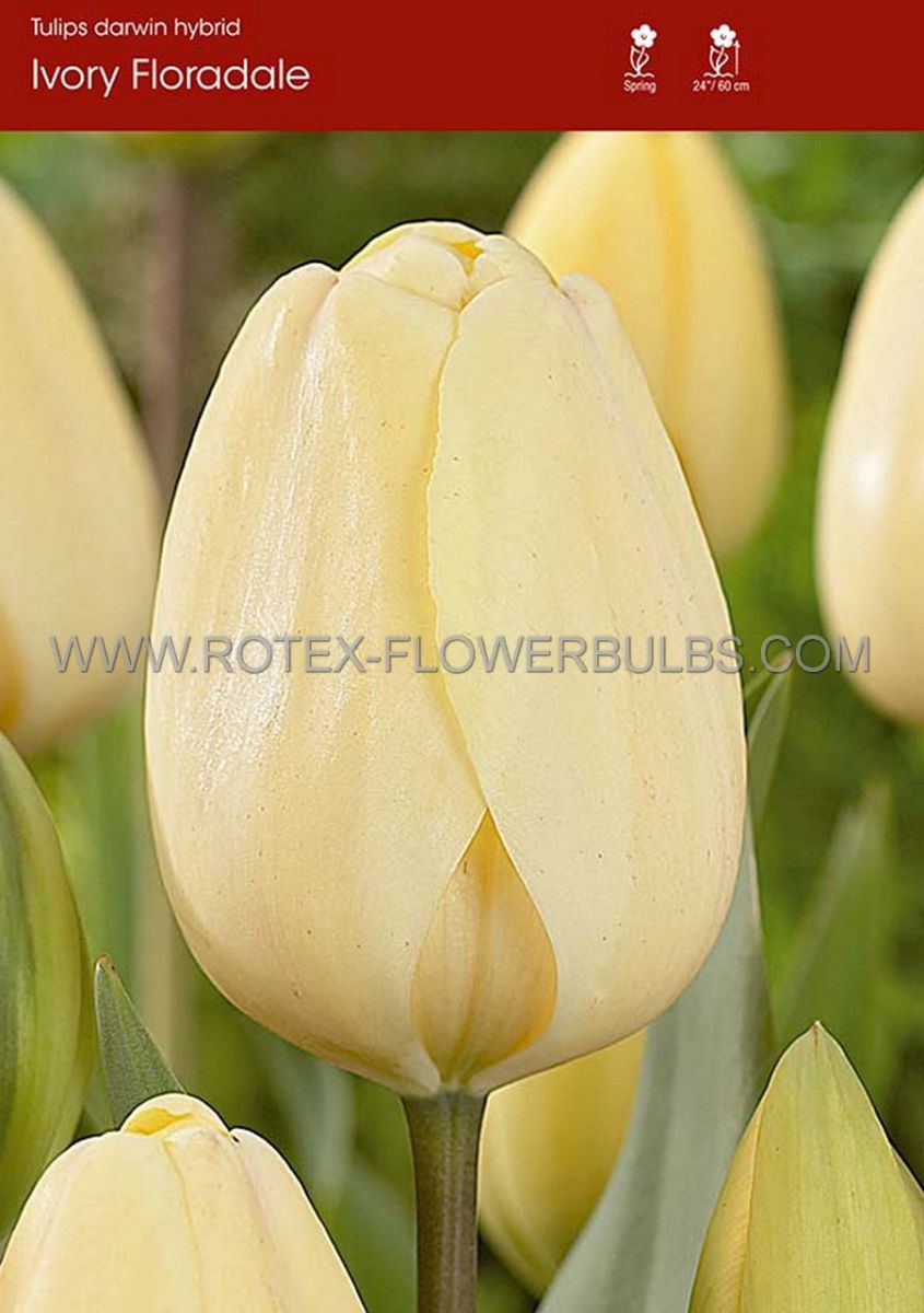 tulipa darwin hybrid ivory floradale 12 cm 500 pplastic tray
