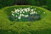 tulipa darwin hybrid ivory floradale jumbo size 14 cm 300 loose pplastic crate